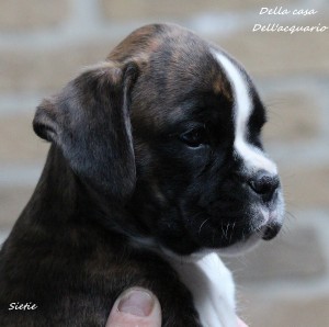 Flavio DCDA (2)