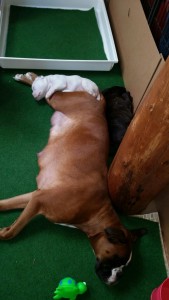 IMG-20160227-WA0002