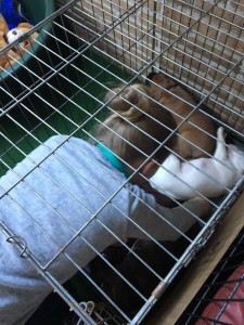 IMG-20160229-WA0015